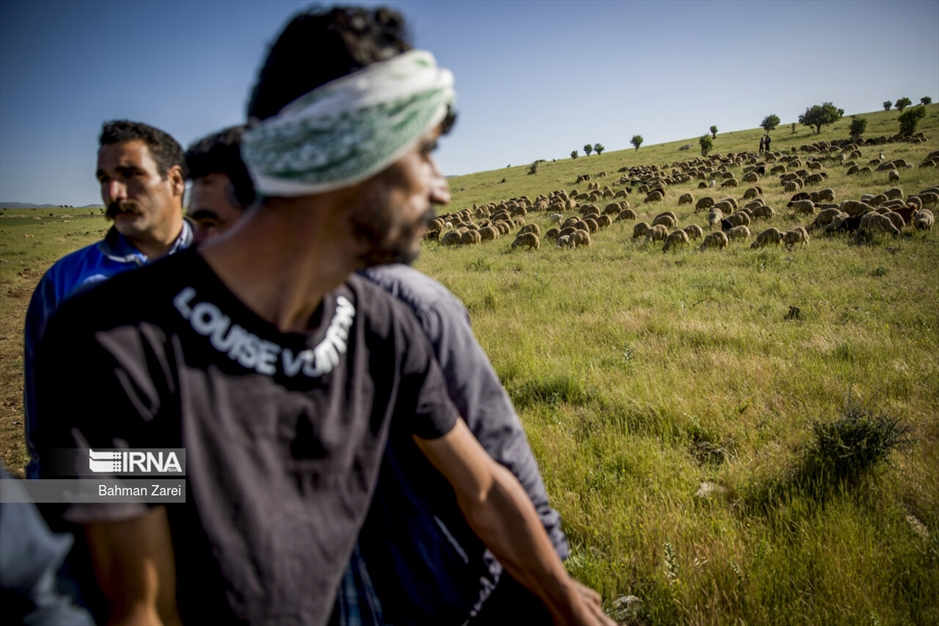 پشم چینی گوسفندان عشایر