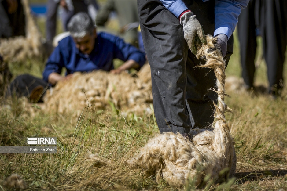 پشم چینی گوسفندان عشایر