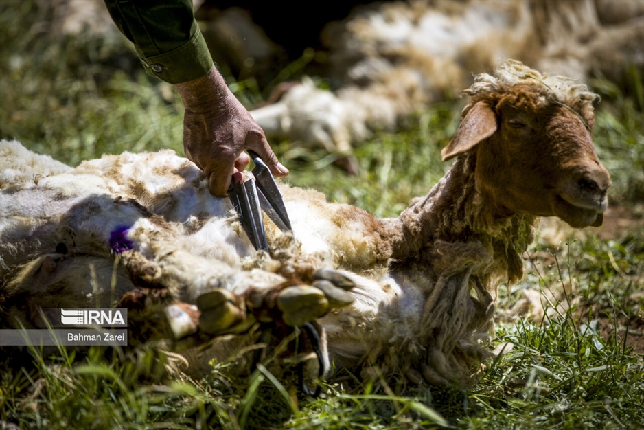 پشم چینی گوسفندان عشایر