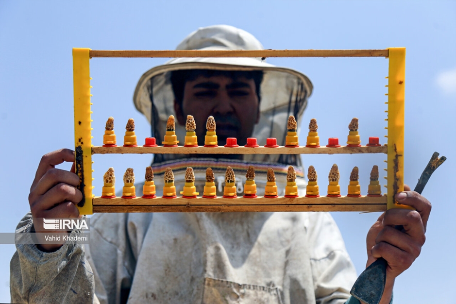 پرورش زنبور عسل