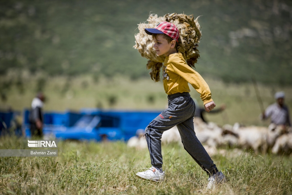 پشم چینی گوسفندان عشایر