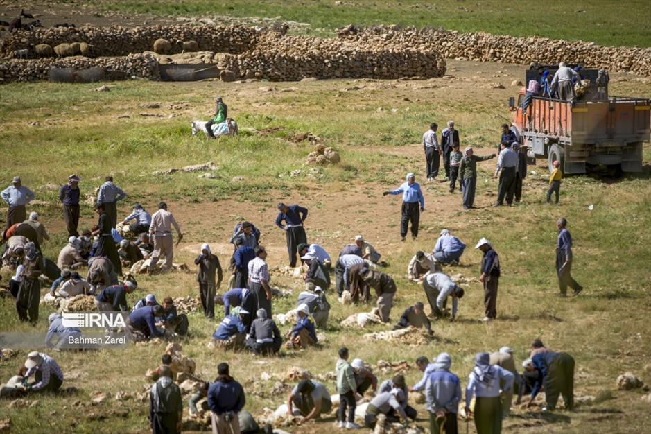 پشم چینی گوسفندان عشایر