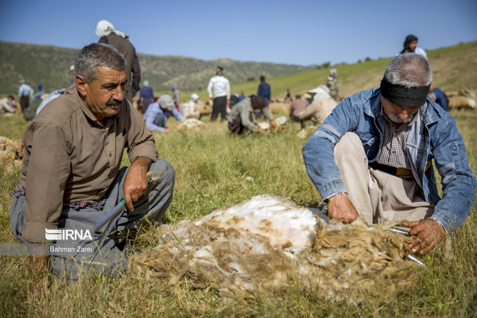 پشم چینی گوسفندان عشایر