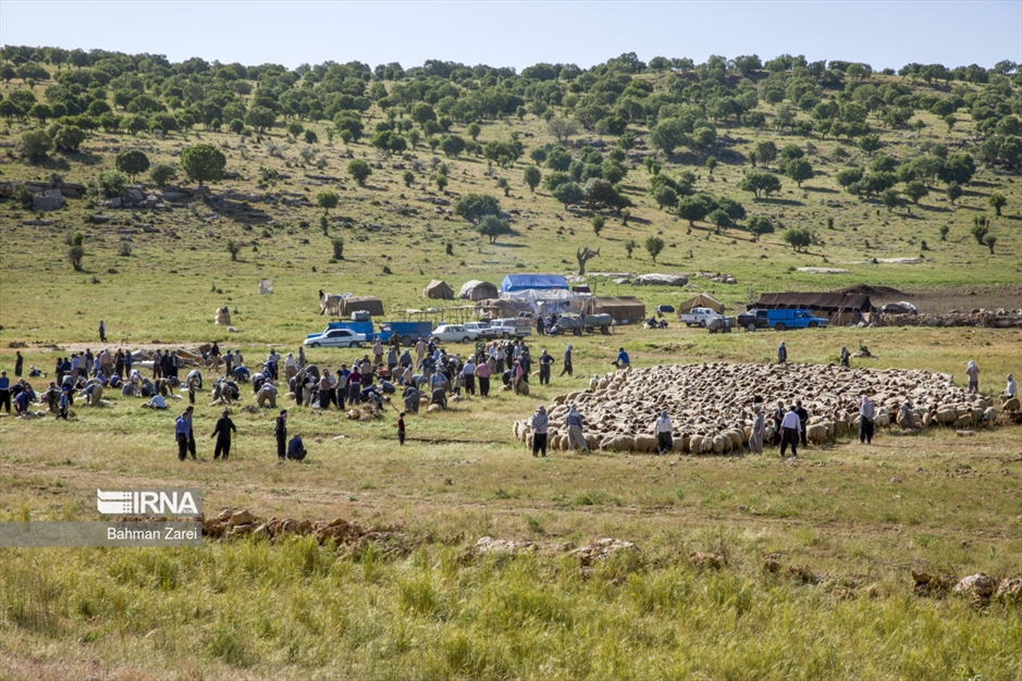 پشم چینی گوسفندان عشایر