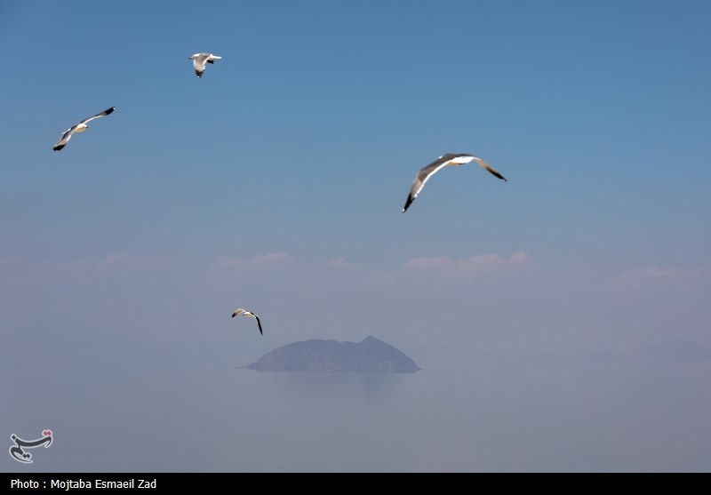 تخم گذاری و جوجه آوری پرندگان در جزایر پارک ملی دریاچه ارومیه