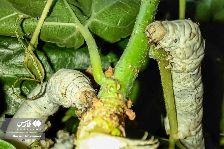 تولید «پیله ابریشم» در خراسان‌شمالی