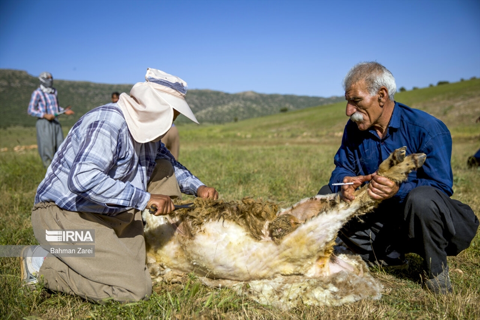 پشم چینی گوسفندان عشایر