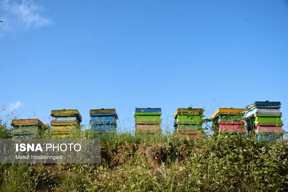 زنبورستان های آستارا
