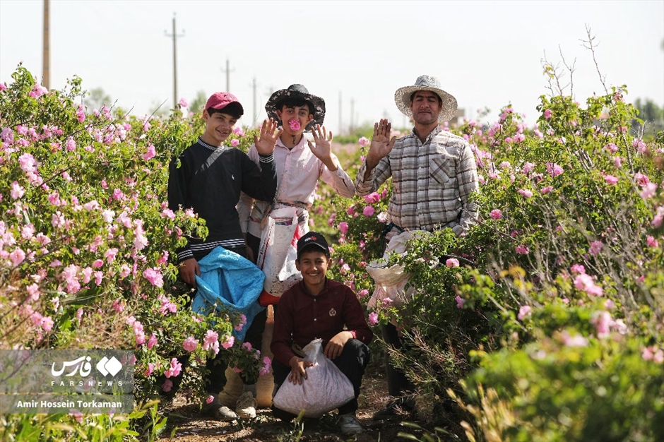 برداشت گل محمدی در همدان