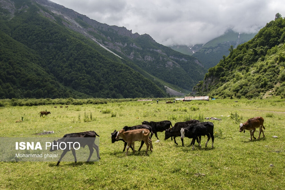 دشت دریاسر در تنکابن - استان مازندران