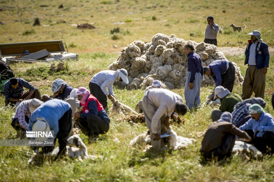 پشم چینی گوسفندان عشایر