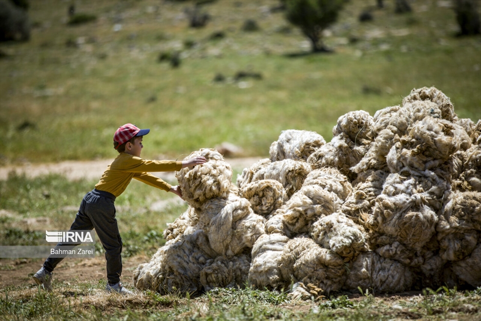 پشم چینی گوسفندان عشایر