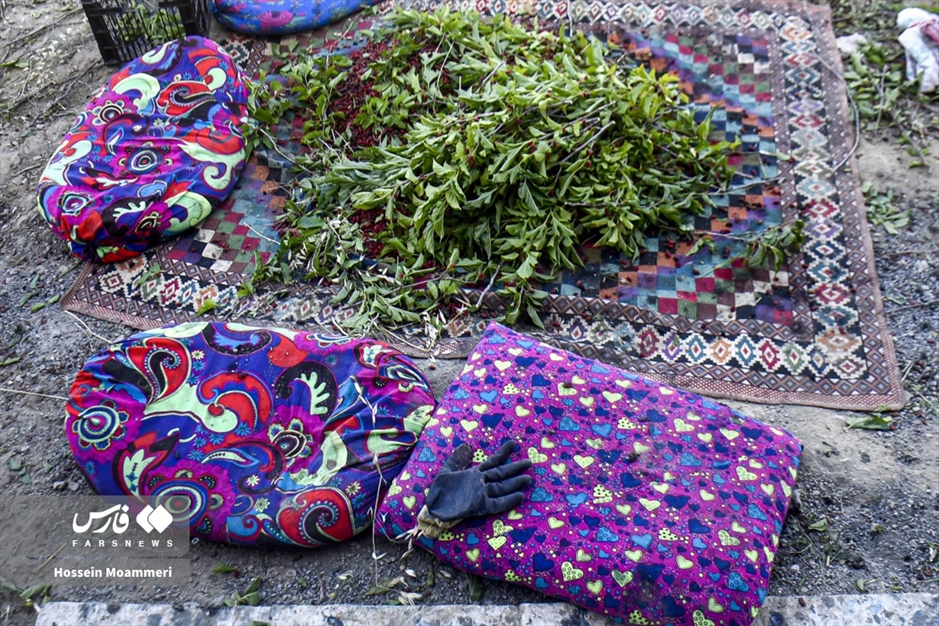 تولید «پیله ابریشم» در خراسان‌شمالی