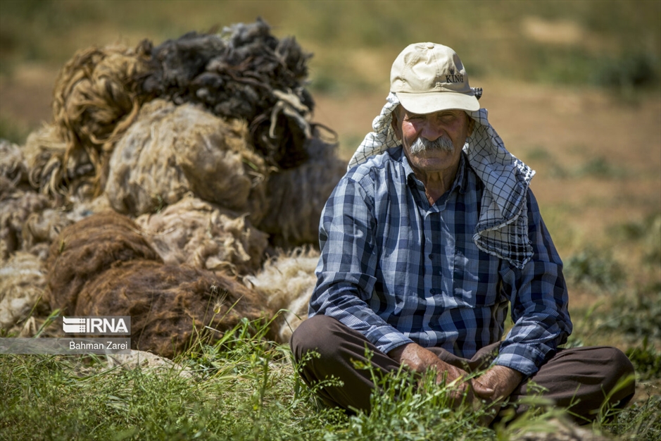 پشم چینی گوسفندان عشایر