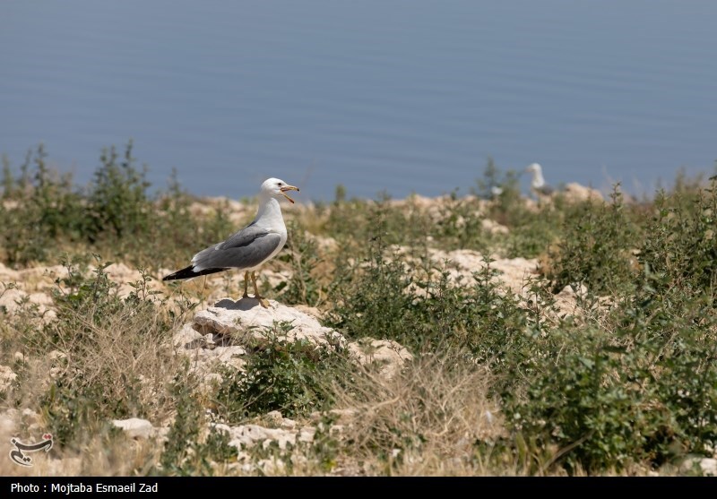 تخم گذاری و جوجه آوری پرندگان در جزایر پارک ملی دریاچه ارومیه
