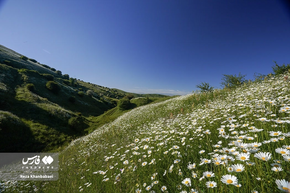 جنگل فندقلو؛ سرزمین گل‌های بابونه