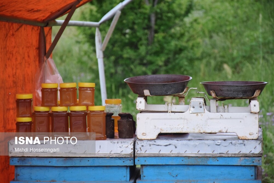 زنبورستان های آستارا