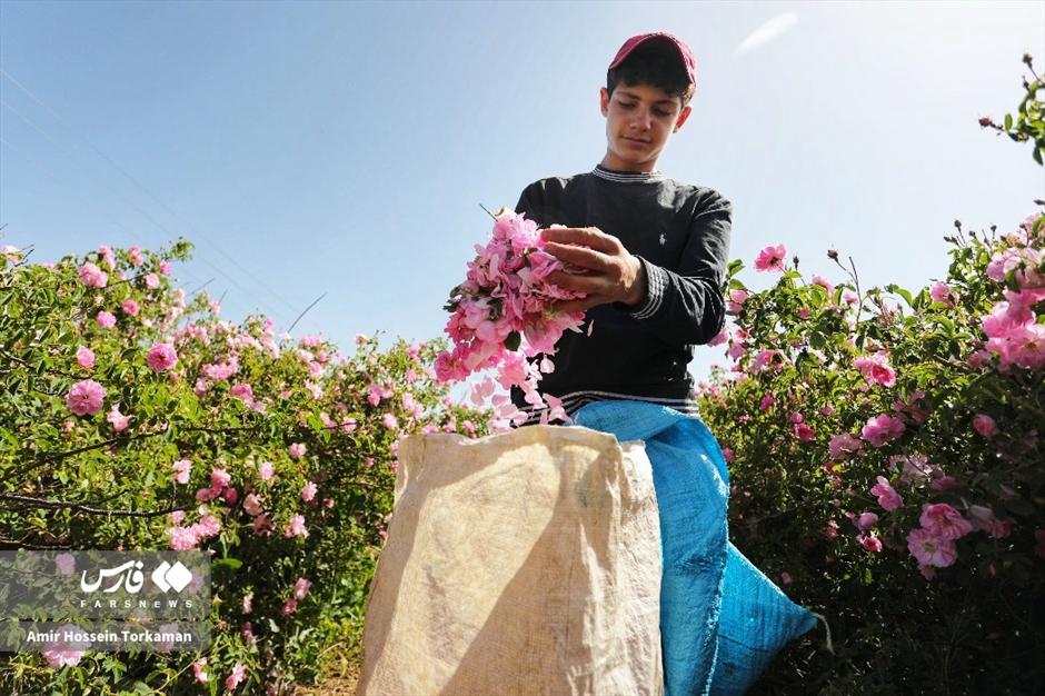 برداشت گل محمدی در همدان