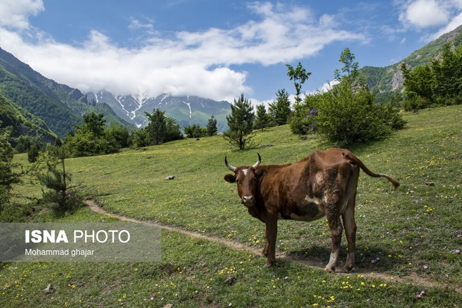 دشت دریاسر در تنکابن - استان مازندران