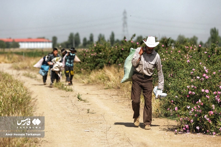 برداشت گل محمدی در همدان