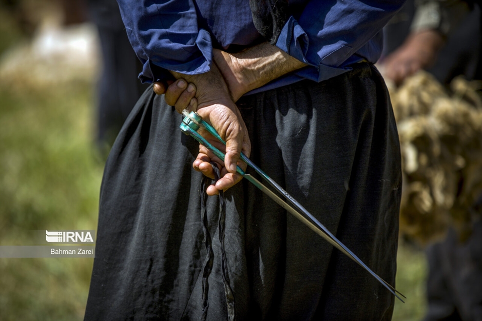 پشم چینی گوسفندان عشایر