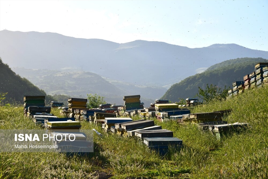 زنبورستان های آستارا