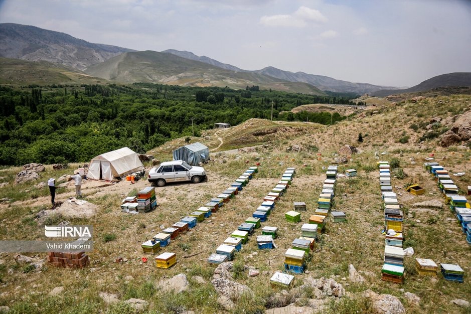 پرورش زنبور عسل