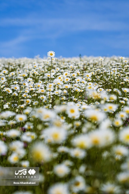 جنگل فندقلو؛ سرزمین گل‌های بابونه