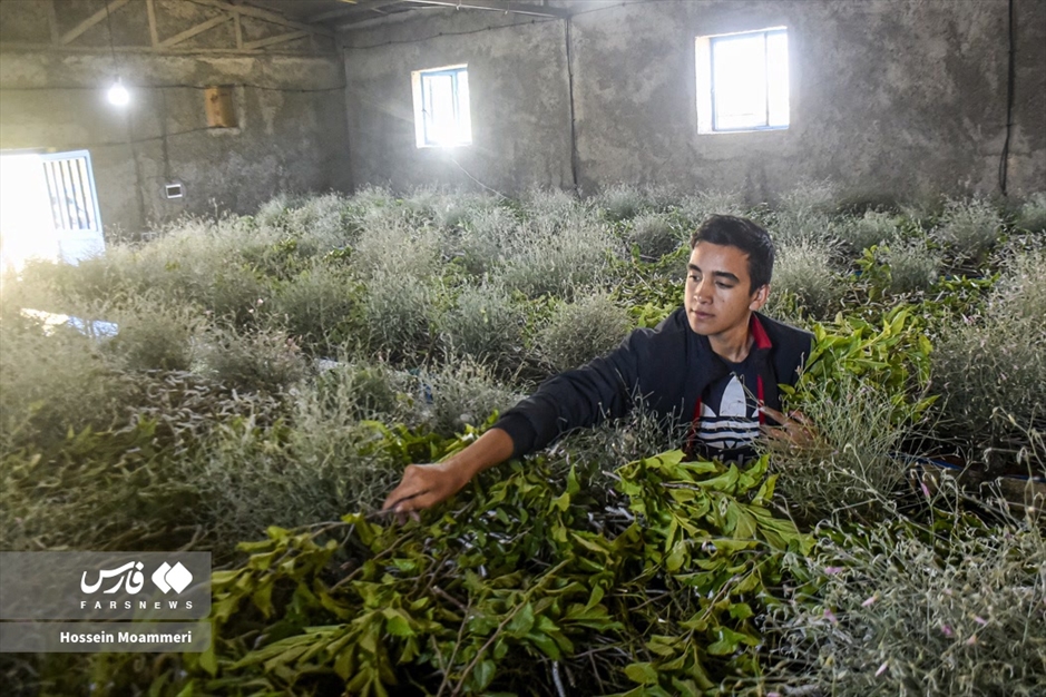 تولید «پیله ابریشم» در خراسان‌شمالی