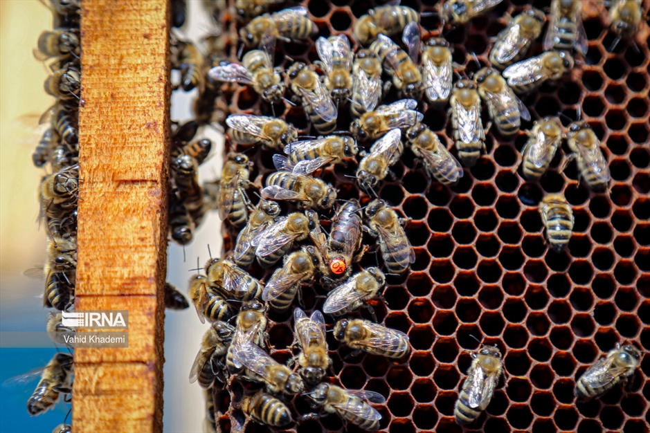 پرورش زنبور عسل