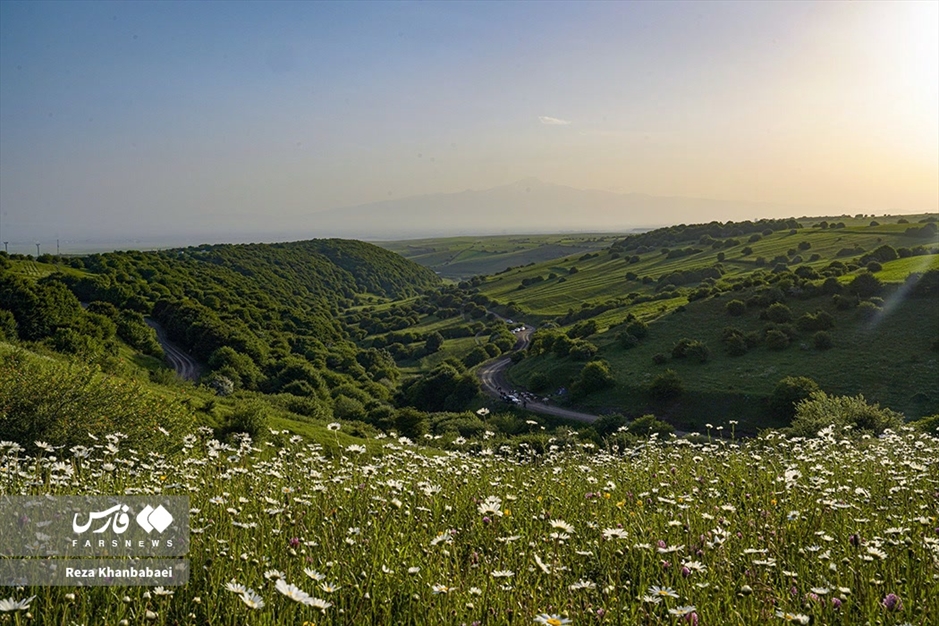 جنگل فندقلو؛ سرزمین گل‌های بابونه
