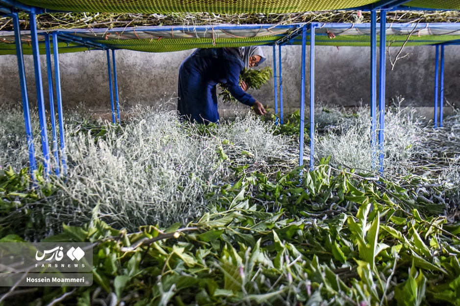 تولید «پیله ابریشم» در خراسان‌شمالی