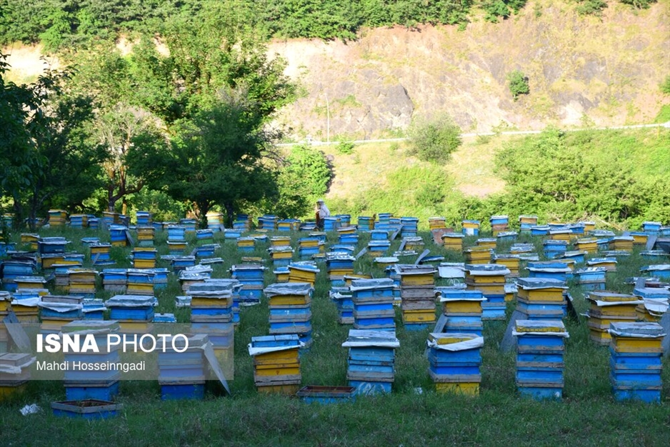 زنبورستان های آستارا