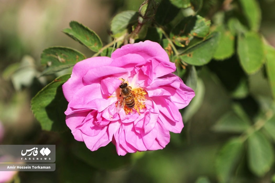 برداشت گل محمدی در همدان