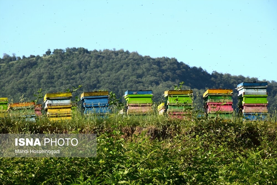 زنبورستان های آستارا