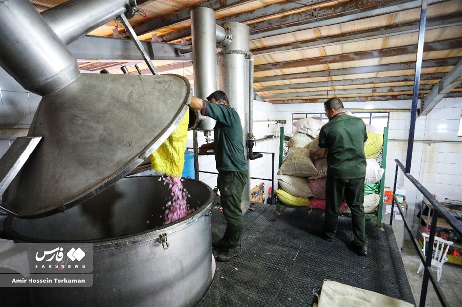 برداشت گل محمدی در همدان