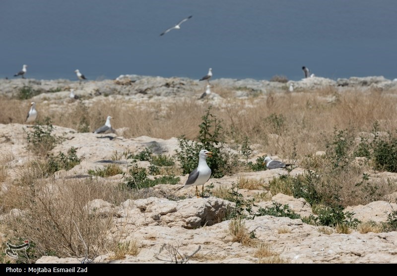 تخم گذاری و جوجه آوری پرندگان در جزایر پارک ملی دریاچه ارومیه