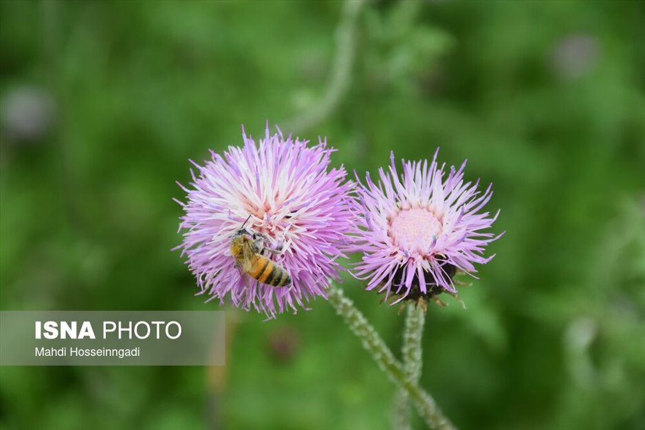 زنبورستان های آستارا