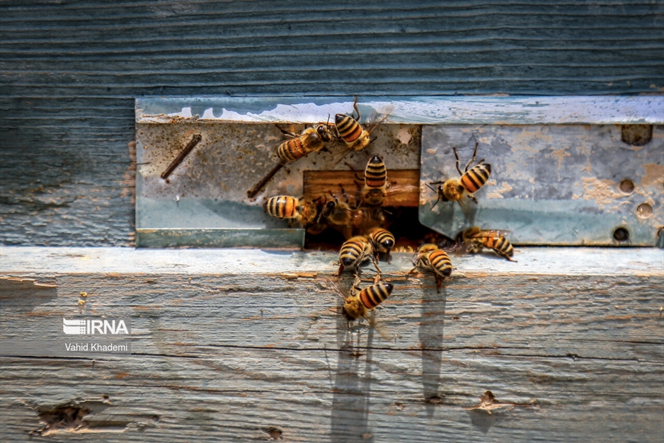 پرورش زنبور عسل