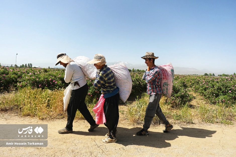 برداشت گل محمدی در همدان