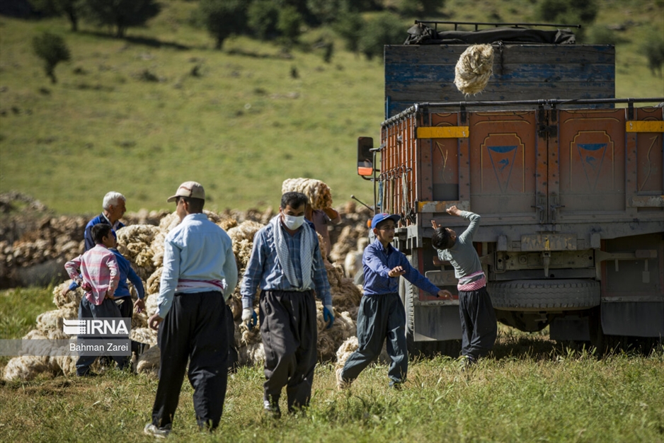 پشم چینی گوسفندان عشایر
