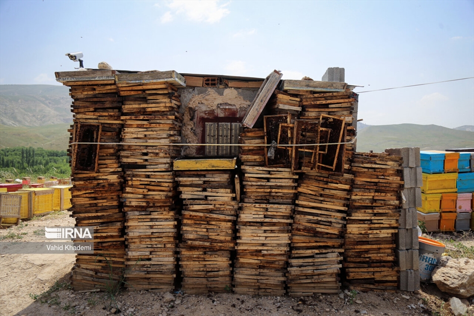 پرورش زنبور عسل