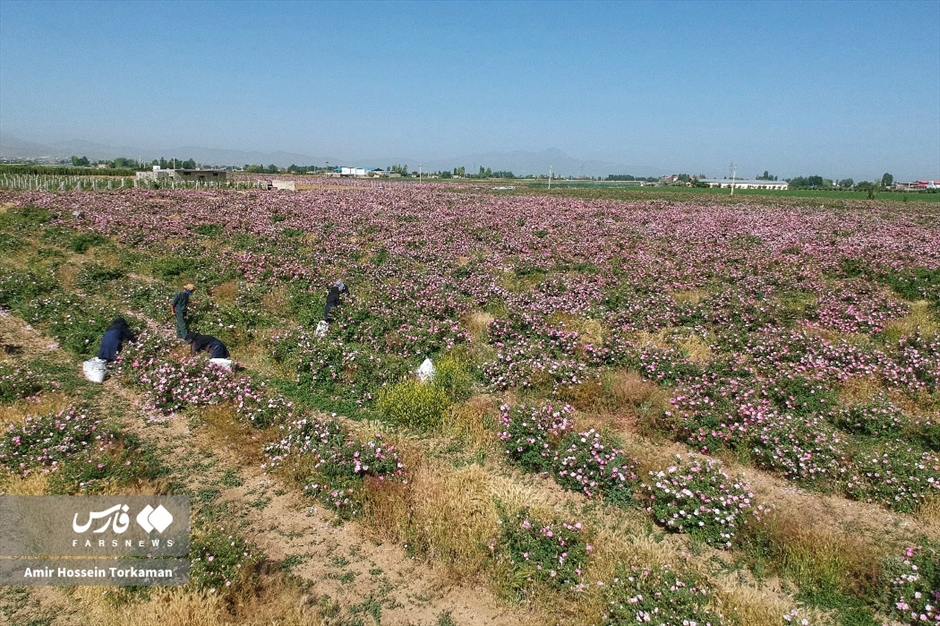 برداشت گل محمدی در همدان