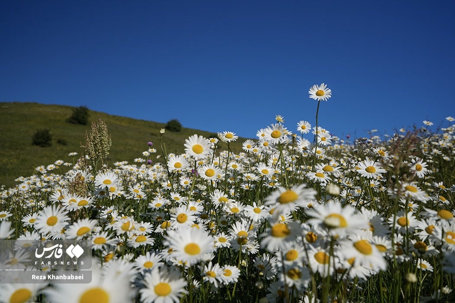 جنگل فندقلو؛ سرزمین گل‌های بابونه