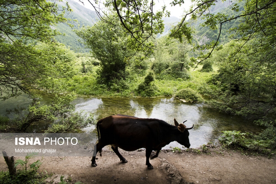 دشت دریاسر در تنکابن - استان مازندران