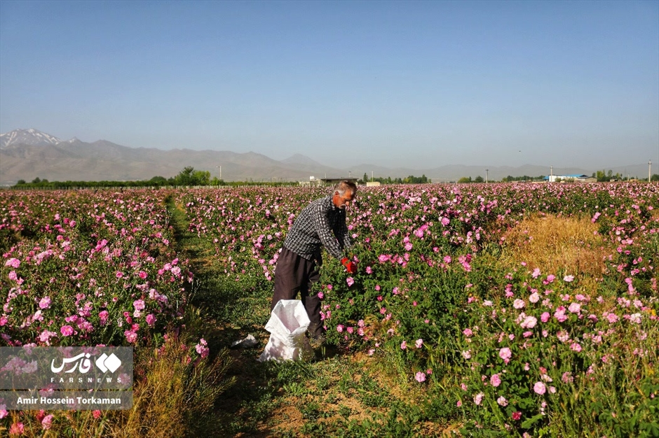 برداشت گل محمدی در همدان