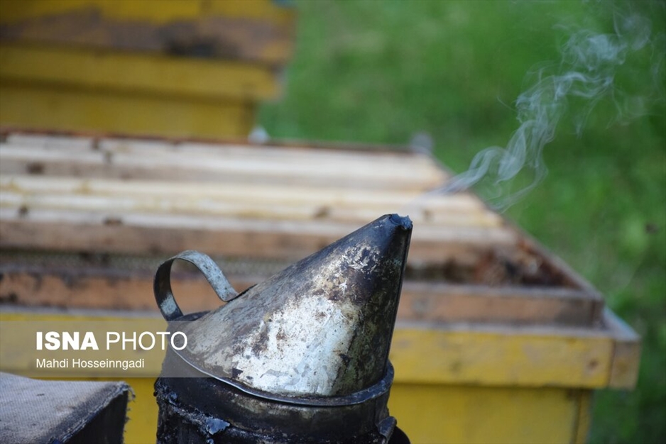 زنبورستان های آستارا