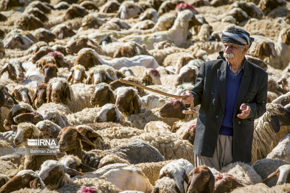 پشم چینی گوسفندان عشایر