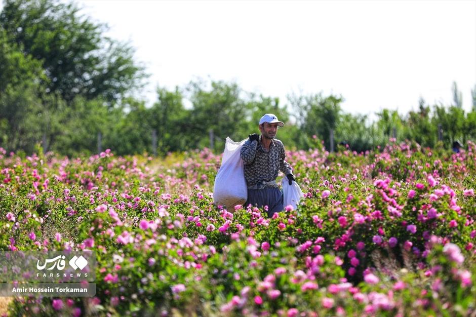 برداشت گل محمدی در همدان