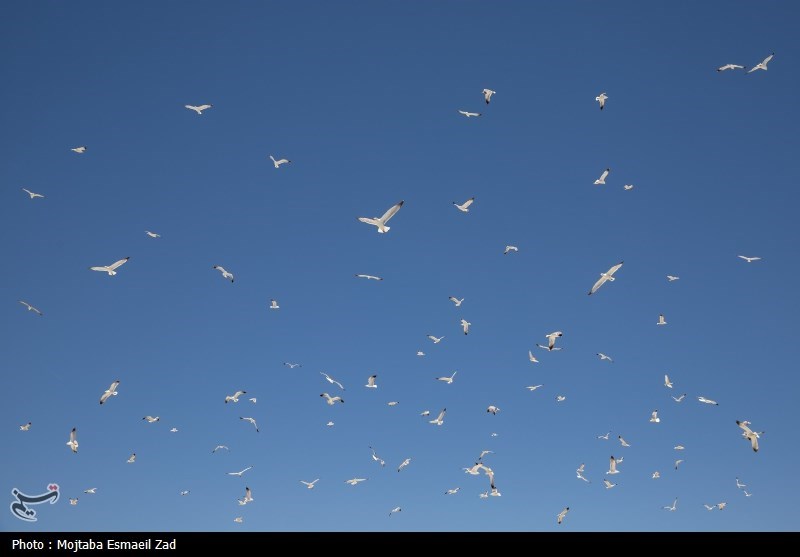 تخم گذاری و جوجه آوری پرندگان در جزایر پارک ملی دریاچه ارومیه